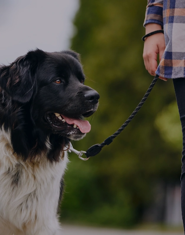 Fluffy Newfoundland mix dog on leash with owner at pet-friendly park trail