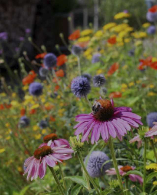 Vibrant community garden with blooming purple coneflowers and bee pollinating center flower