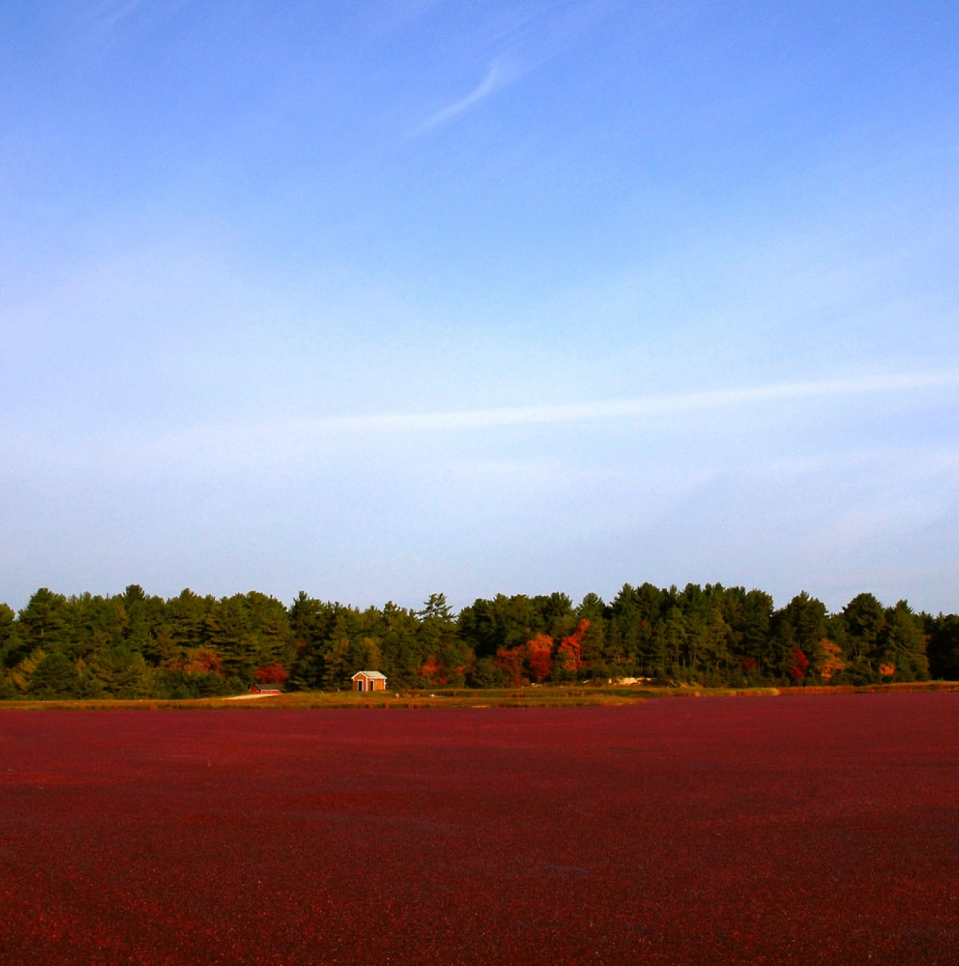 Expansive cranberry bog under a clear blue sky surrounded by green and autumn-colored trees