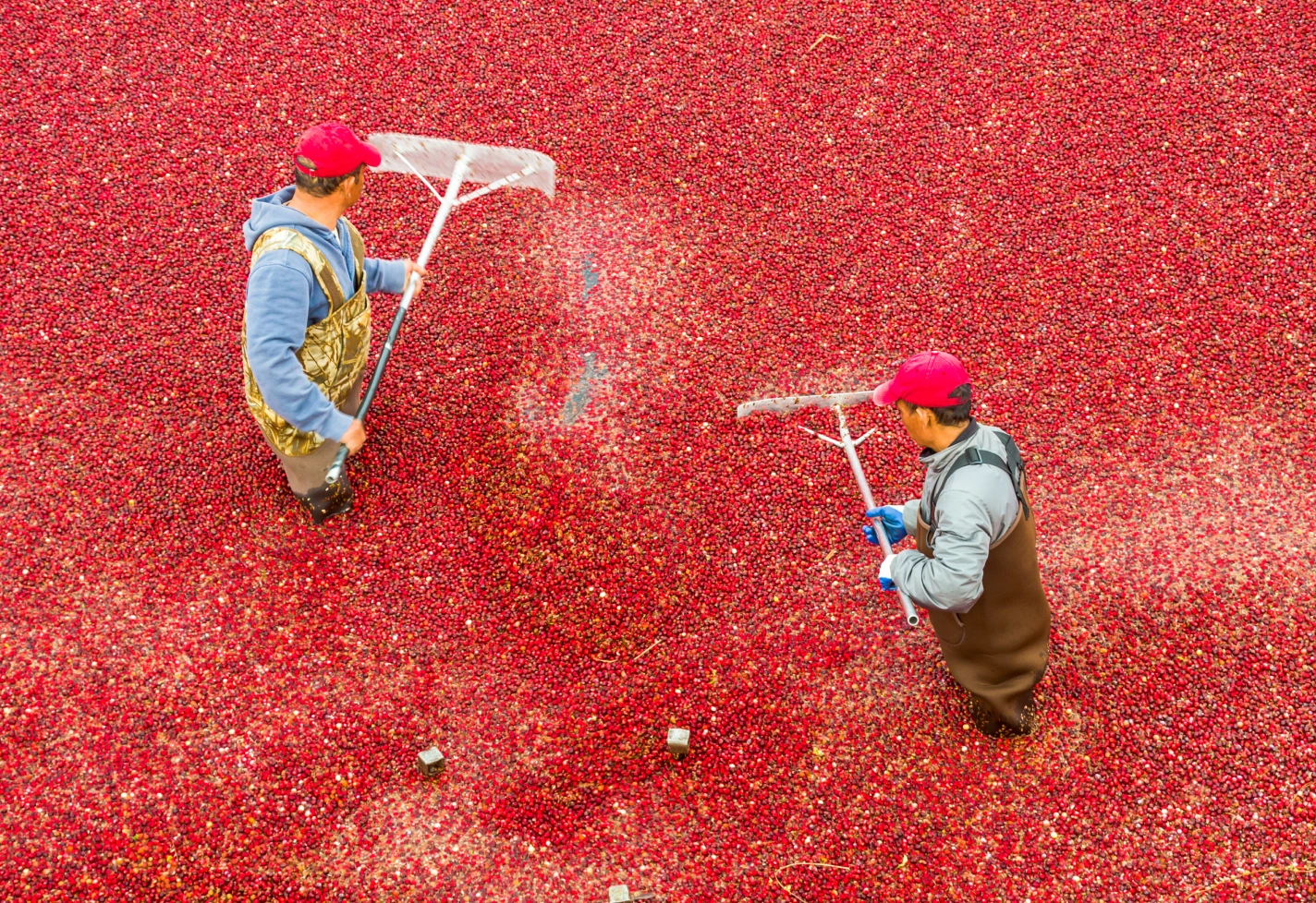 Workers harvesting ripe cranberries in flooded bog using wide rakes during autumn season